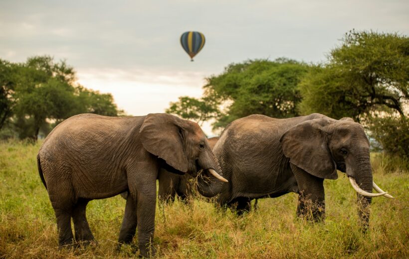 7 Nights | 8 Days: Classic Tanzania Safari