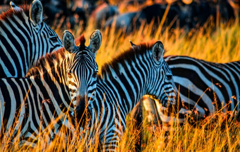6 Nights | 7 Days: Tanzania Highlights Safari